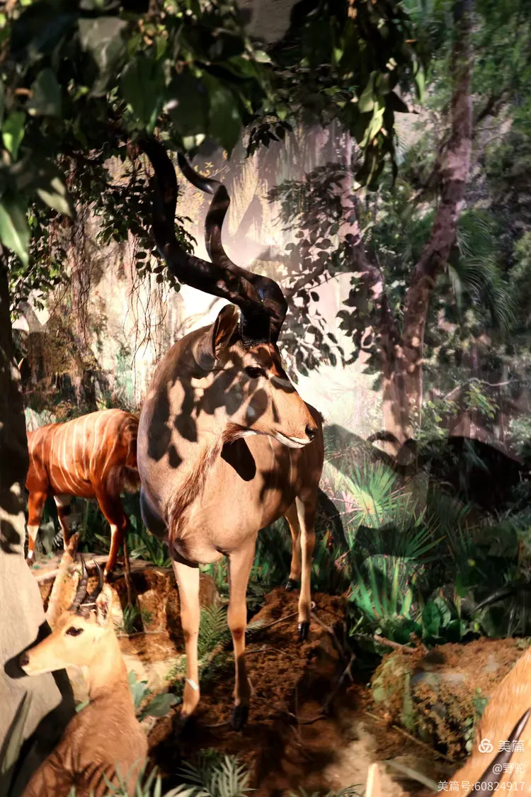 参观深圳博物馆野生动物展